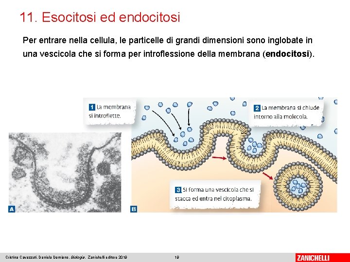 11. Esocitosi ed endocitosi Per entrare nella cellula, le particelle di grandi dimensioni sono