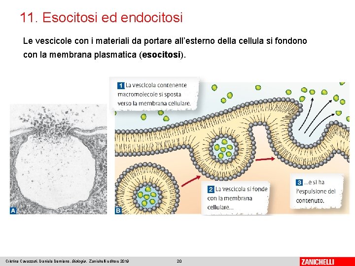 11. Esocitosi ed endocitosi Le vescicole con i materiali da portare all’esterno della cellula