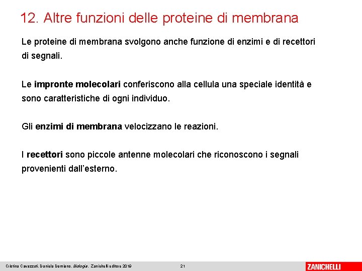 12. Altre funzioni delle proteine di membrana Le proteine di membrana svolgono anche funzione
