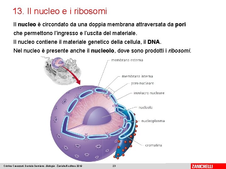 13. Il nucleo e i ribosomi Il nucleo è circondato da una doppia membrana