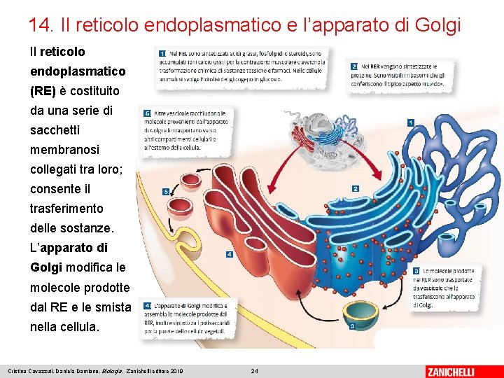 14. Il reticolo endoplasmatico e l’apparato di Golgi Il reticolo endoplasmatico (RE) è costituito
