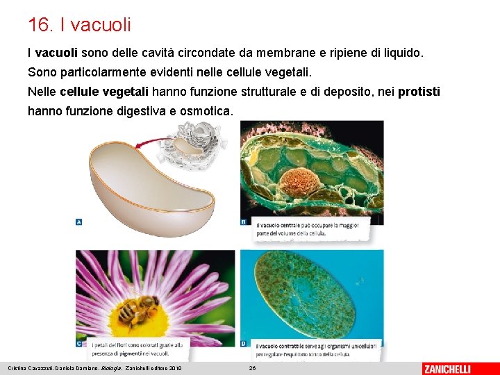 16. I vacuoli sono delle cavità circondate da membrane e ripiene di liquido. Sono