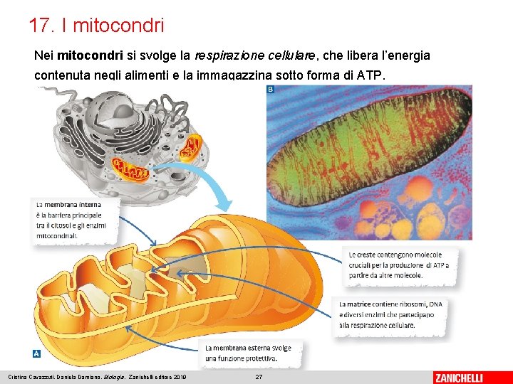 17. I mitocondri Nei mitocondri si svolge la respirazione cellulare, che libera l’energia contenuta