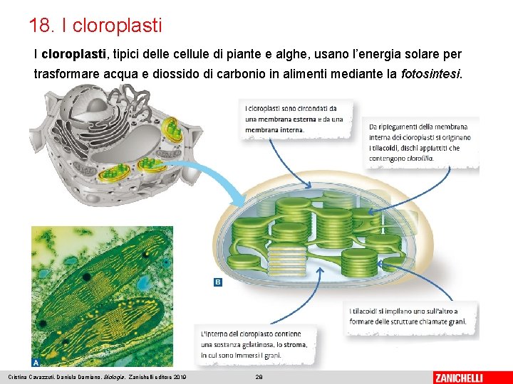 18. I cloroplasti, tipici delle cellule di piante e alghe, usano l’energia solare per