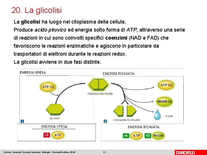 20. La glicolisi ha luogo nel citoplasma della cellula. Produce acido piruvico ed energia