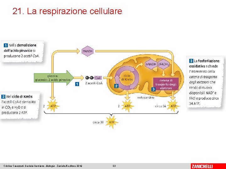 21. La respirazione cellulare Cristina Cavazzuti, Daniela Damiano, Biologia, Zanichelli editore 2019 33 
