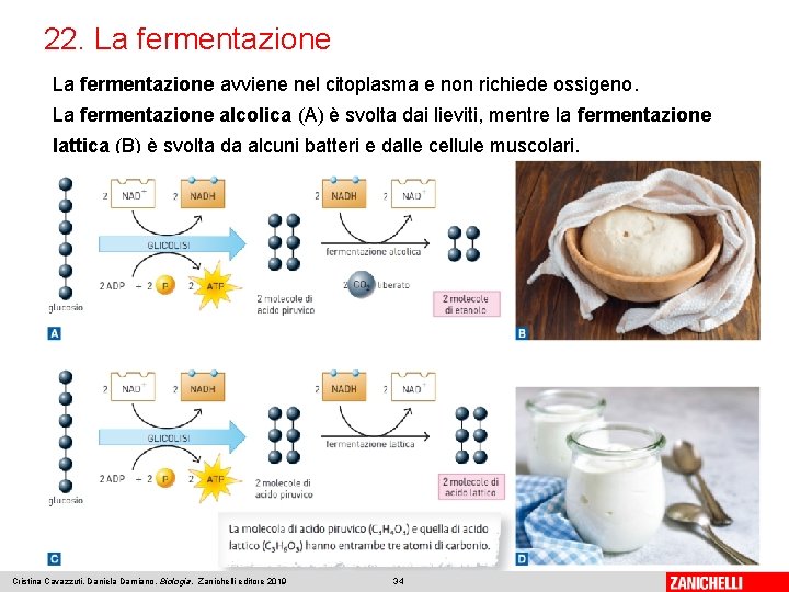 22. La fermentazione avviene nel citoplasma e non richiede ossigeno. La fermentazione alcolica (A)