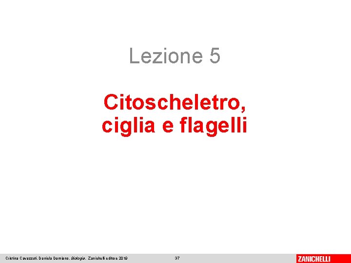 Lezione 5 Citoscheletro, ciglia e flagelli Cristina Cavazzuti, Daniela Damiano, Biologia, Zanichelli editore 2019