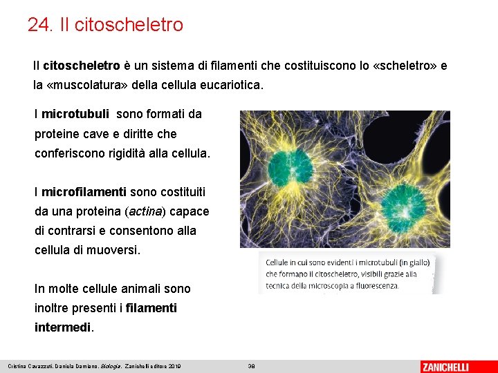 24. Il citoscheletro è un sistema di filamenti che costituiscono lo «scheletro» e la