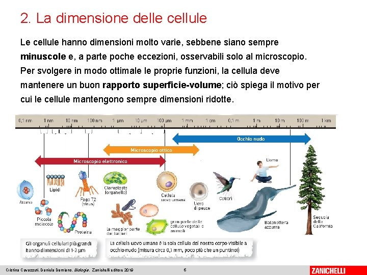2. La dimensione delle cellule Le cellule hanno dimensioni molto varie, sebbene siano sempre
