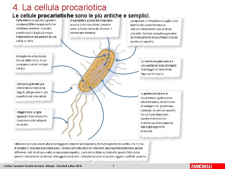 4. La cellula procariotica Le cellule procariotiche sono le più antiche e semplici. Cristina