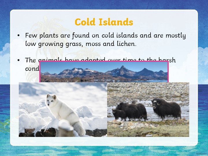 Cold Islands • Few plants are found on cold islands and are mostly low Cold Islands • Few plants are found on cold islands and are mostly low