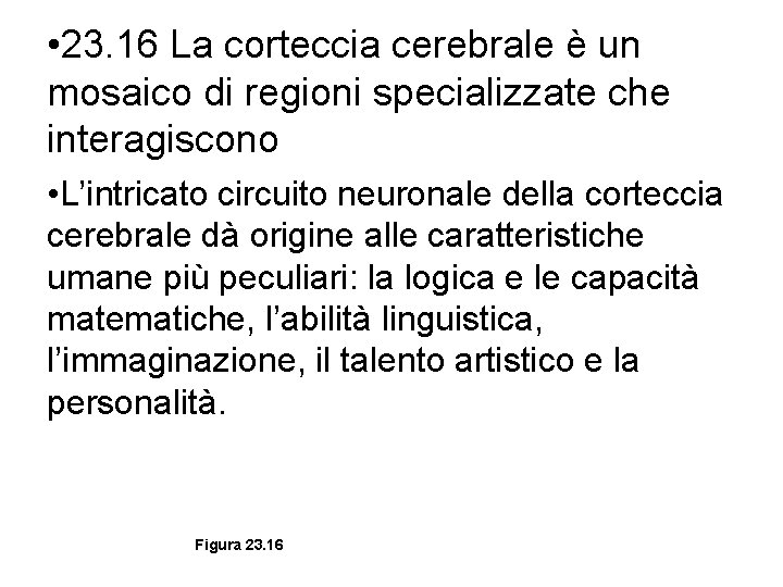  • 23. 16 La corteccia cerebrale è un mosaico di regioni specializzate che