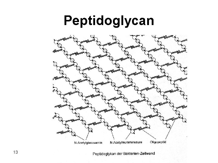 Peptidoglycan 13 Dina M. Bitar Ph. D. 