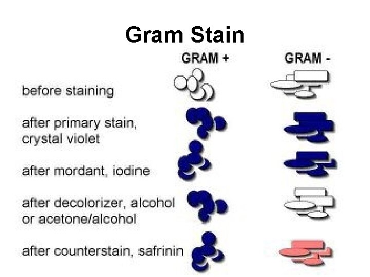 Gram Stain 14 Dina M. Bitar Ph. D. 