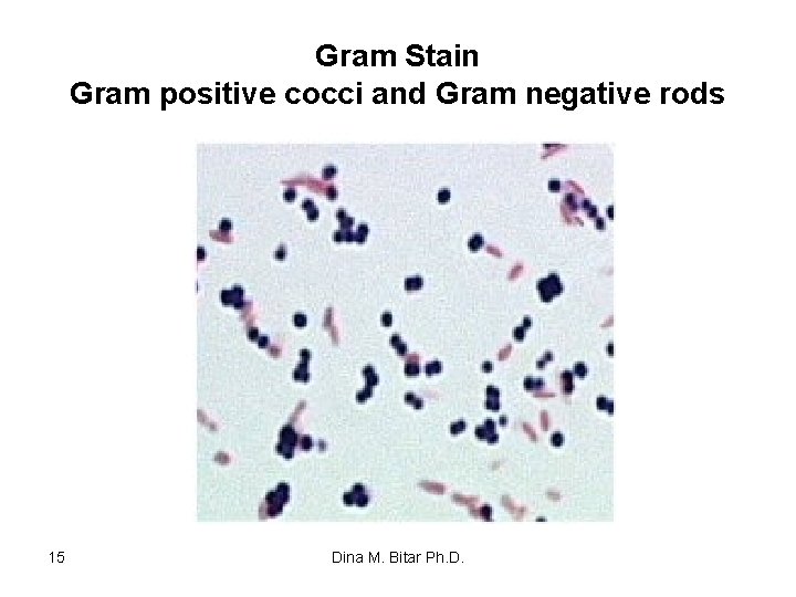 Gram Stain Gram positive cocci and Gram negative rods 15 Dina M. Bitar Ph.