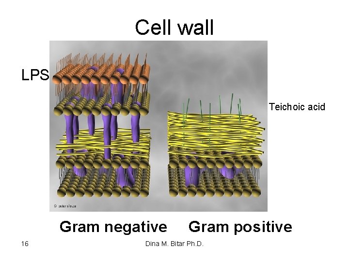 Cell wall LPS Teichoic acid Gram negative 16 Gram positive Dina M. Bitar Ph.