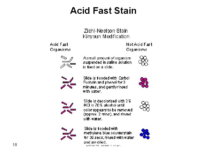 Acid Fast Stain 18 Dina M. Bitar Ph. D. 