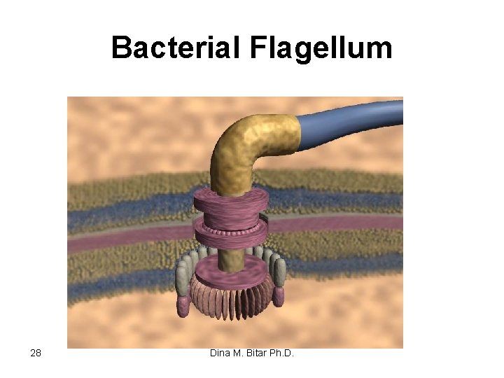 Bacterial Flagellum 28 Dina M. Bitar Ph. D. 