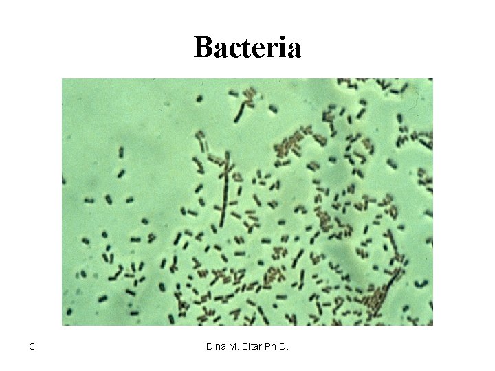 Bacteria 3 Dina M. Bitar Ph. D. 