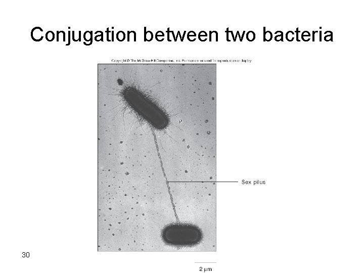 Conjugation between two bacteria 30 Dina M. Bitar Ph. D. 