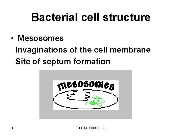 Bacterial cell structure • Mesosomes Invaginations of the cell membrane Site of septum formation