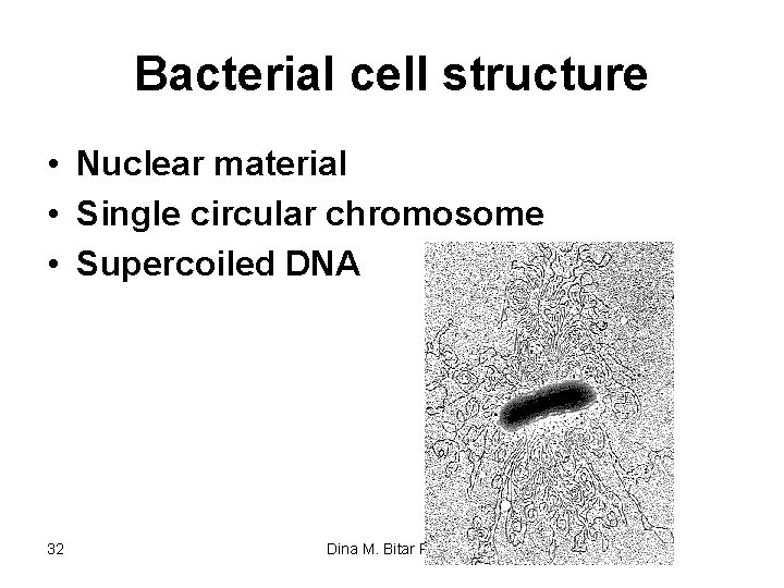 Bacterial cell structure • Nuclear material • Single circular chromosome • Supercoiled DNA 32