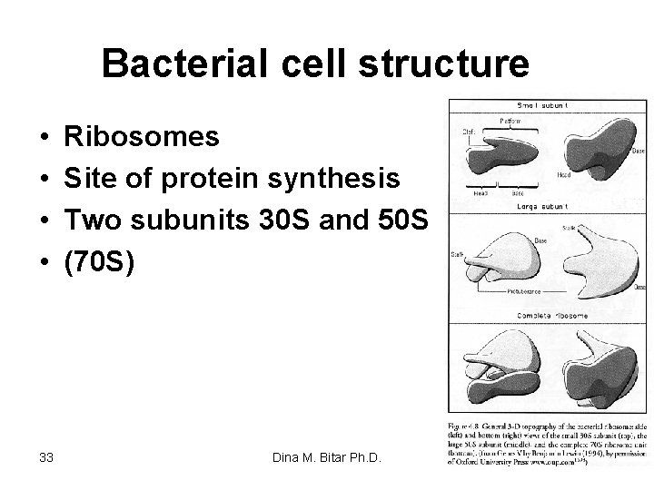 Bacterial cell structure • • 33 Ribosomes Site of protein synthesis Two subunits 30