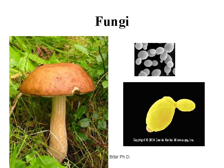 Fungi 4 Dina M. Bitar Ph. D. 