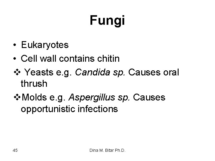 Fungi • Eukaryotes • Cell wall contains chitin v Yeasts e. g. Candida sp.