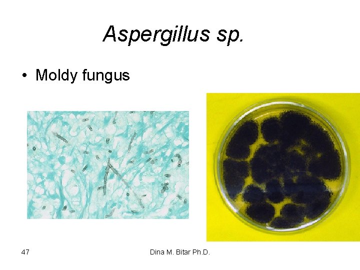 Aspergillus sp. • Moldy fungus 47 Dina M. Bitar Ph. D. 