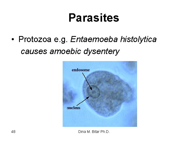 Parasites • Protozoa e. g. Entaemoeba histolytica causes amoebic dysentery 48 Dina M. Bitar