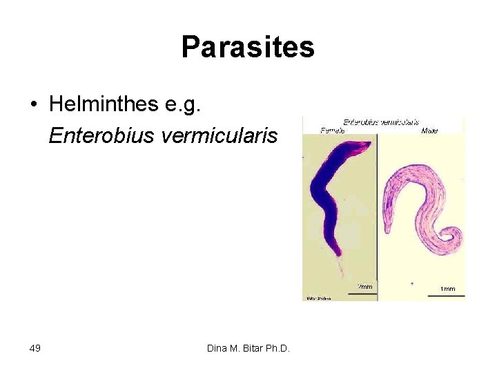 Parasites • Helminthes e. g. Enterobius vermicularis 49 Dina M. Bitar Ph. D. 