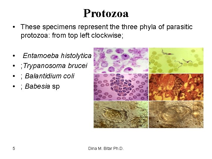 Protozoa • These specimens represent the three phyla of parasitic protozoa: from top left