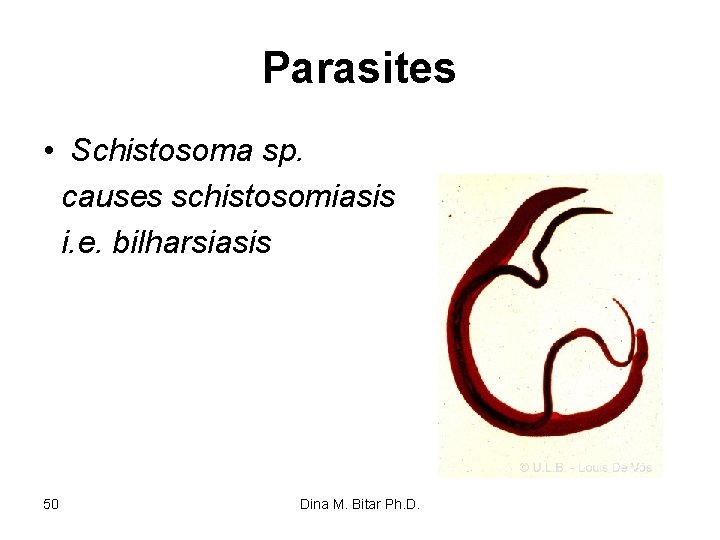 Parasites • Schistosoma sp. causes schistosomiasis i. e. bilharsiasis 50 Dina M. Bitar Ph.