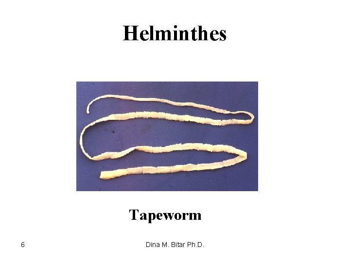 Helminthes Tapeworm 6 Dina M. Bitar Ph. D. 