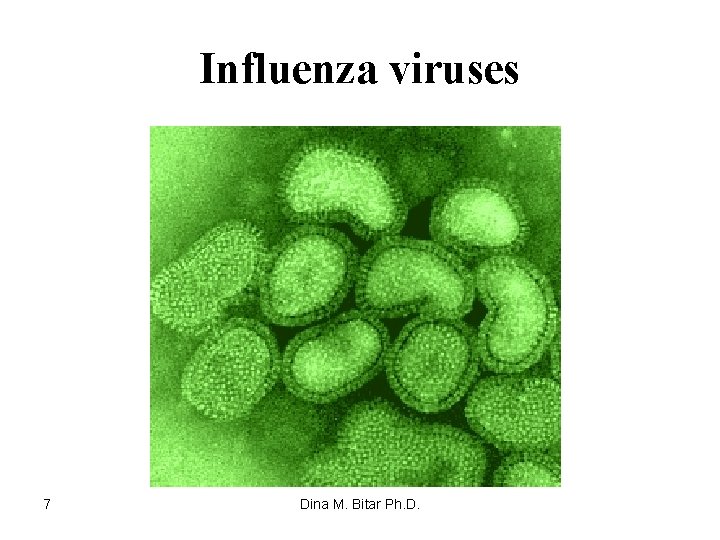 Influenza viruses 7 Dina M. Bitar Ph. D. 