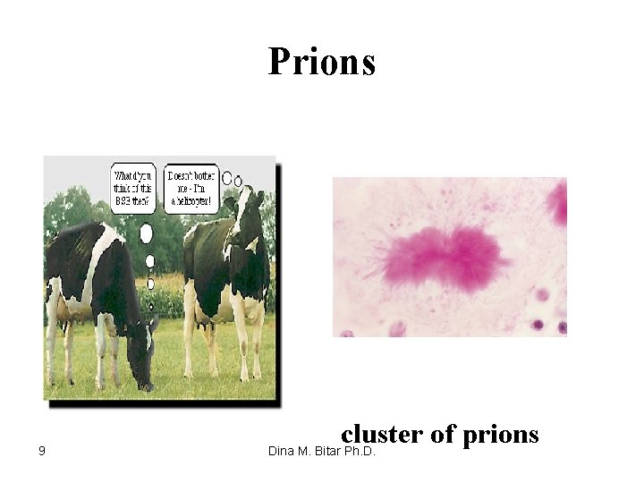 Prions 9 cluster of prions Dina M. Bitar Ph. D. 