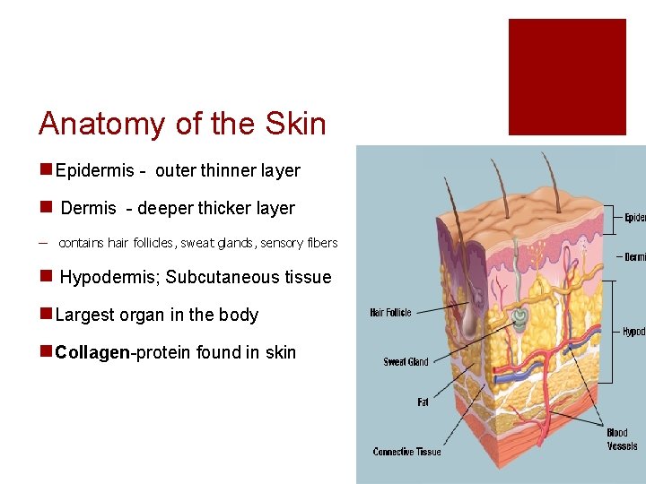 Anatomy of the Skin n Epidermis - outer thinner layer n Dermis - deeper