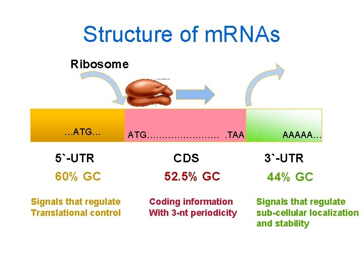 Structure of m. RNAs Ribosome …ATG… 5`-UTR ATG…………. TAA CDS 60% GC 52. 5%