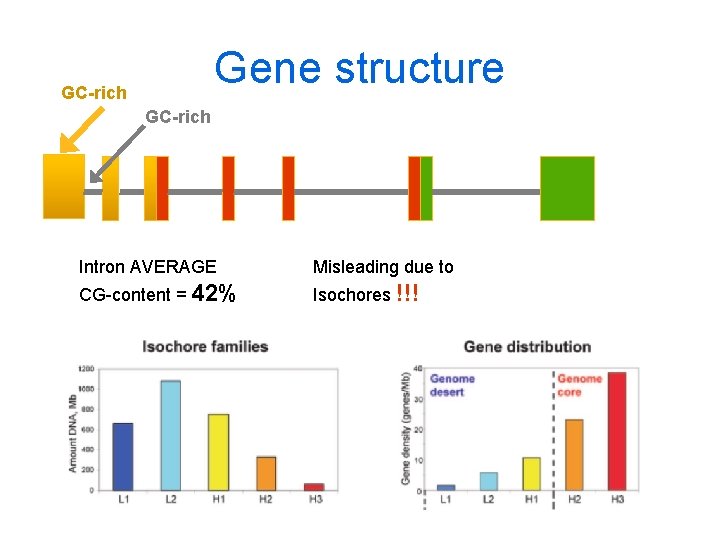 Gene structure GC-rich Intron AVERAGE Misleading due to CG-content = 42% Isochores !!! 