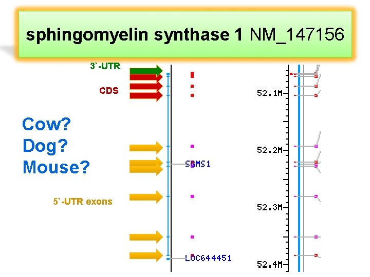 sphingomyelin synthase 1 NM_147156 3`-UTR CDS Cow? Dog? Mouse? 5`-UTR exons 