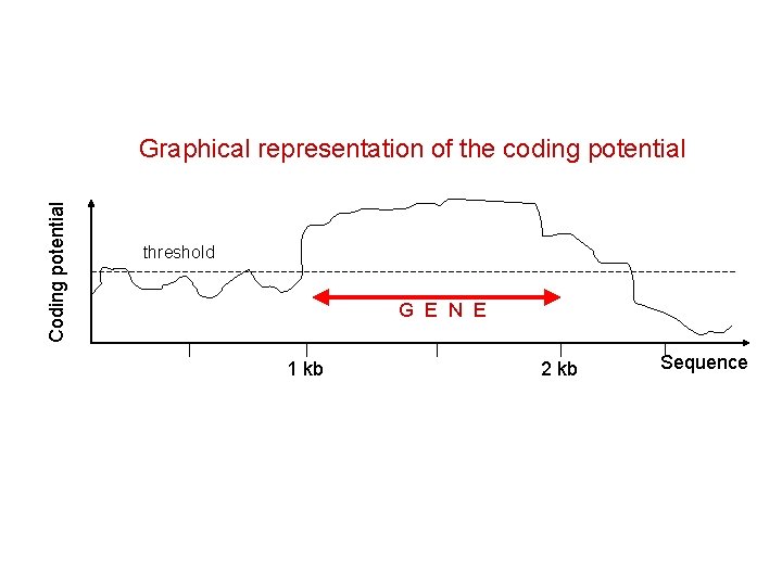 Coding potential Graphical representation of the coding potential threshold G E N E 1