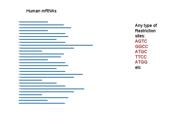 Human m. RNAs Any type of Restriction sites: AGTC GGCC ATGC TTCC ATGG etc