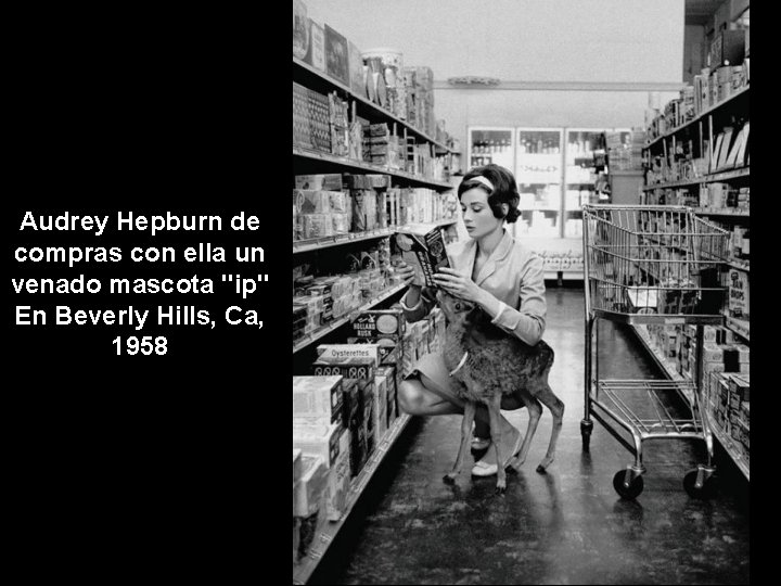 Audrey Hepburn de compras con ella un venado mascota "ip" En Beverly Hills, Ca,