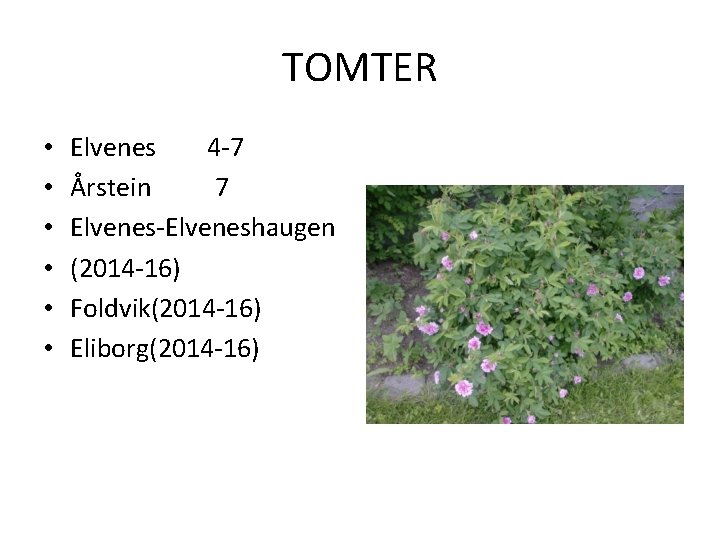 TOMTER • • • Elvenes 4 -7 Årstein 7 Elvenes-Elveneshaugen (2014 -16) Foldvik(2014 -16)