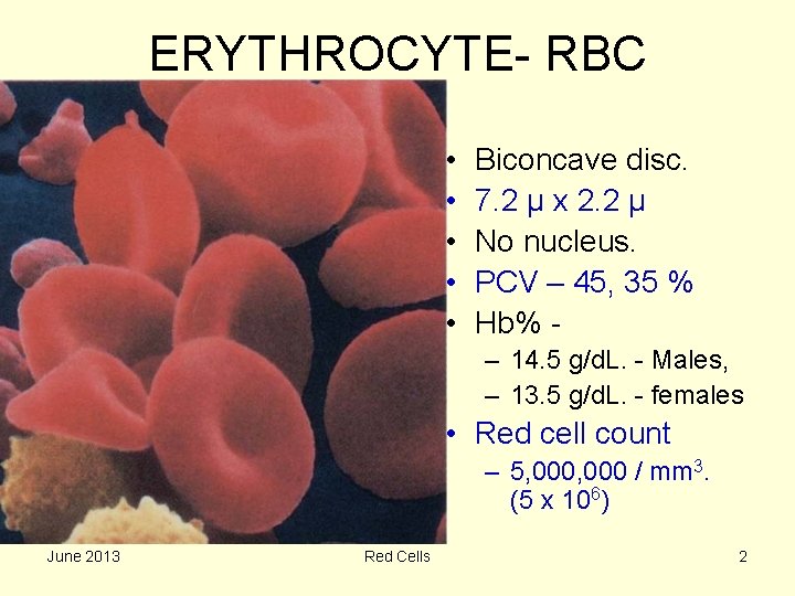 ERYTHROCYTE- RBC • • • Biconcave disc. 7. 2 μ x 2. 2 μ