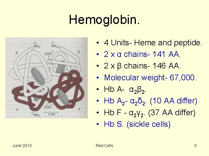 Hemoglobin. • • June 2013 4 Units- Heme and peptide. 2 x α chains-