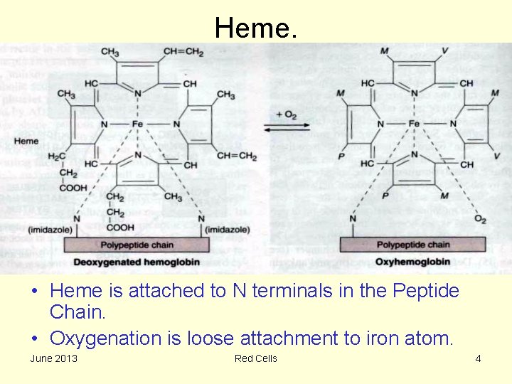 Heme. • Heme is attached to N terminals in the Peptide Chain. • Oxygenation