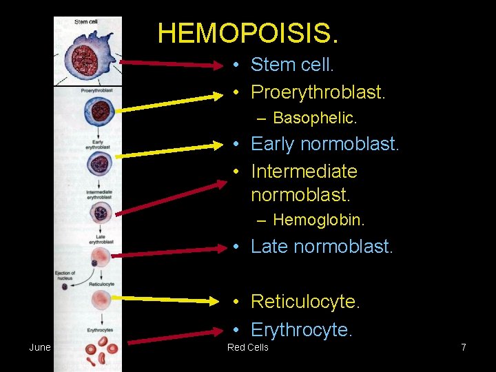 HEMOPOISIS. • Stem cell. • Proerythroblast. – Basophelic. • Early normoblast. • Intermediate normoblast.